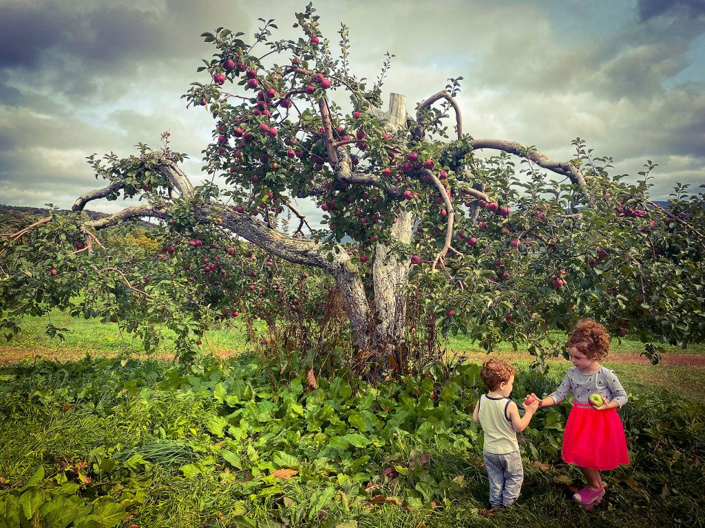 margo-neely-apple-picking